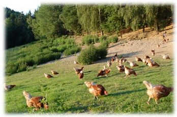 Fröhliches Treiben in der Natur